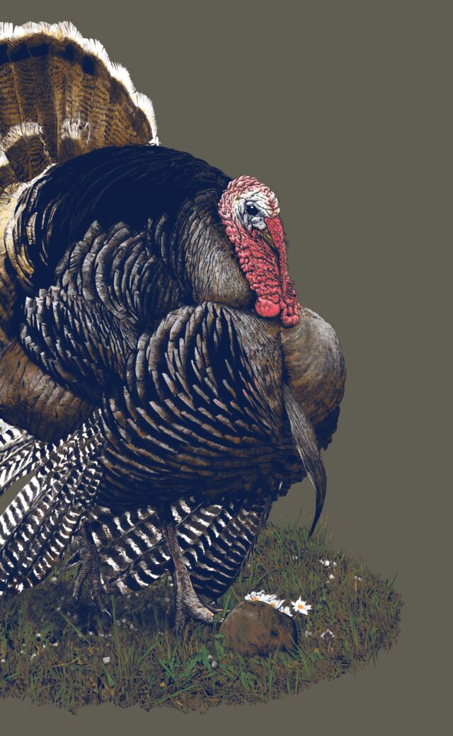 Detailed illustration of an American turkey