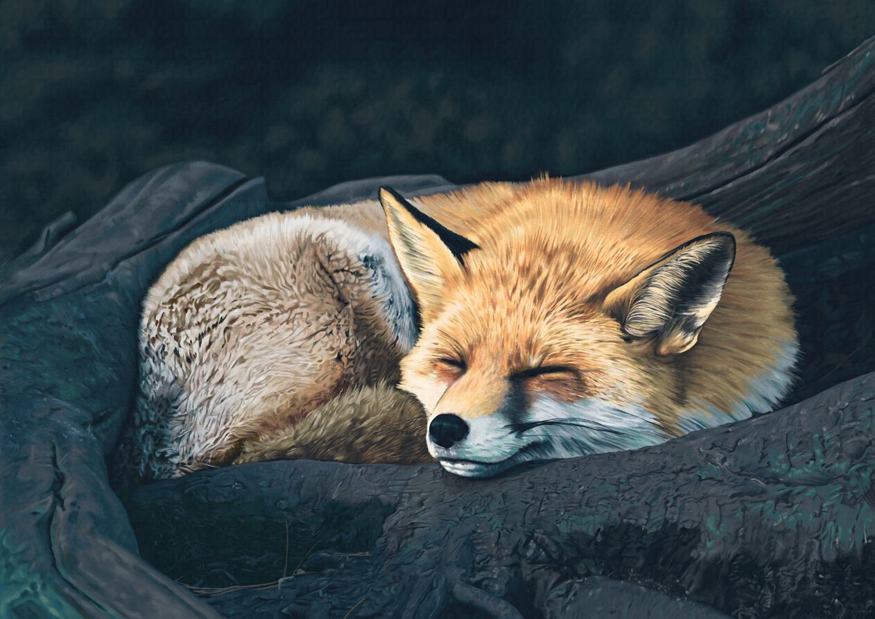 Digital painting of a fox resting on a tree root