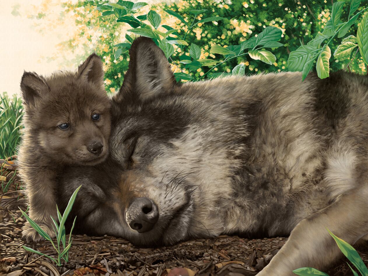 Digital painting of a wolf pup and parent; the parent is asleep or pretending to be while the pup is watching