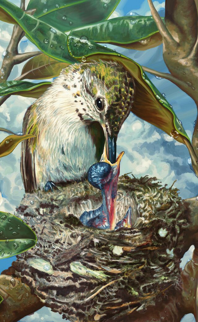 Digital painting of a nesting female ruby-throated hummingbird feeding her young in the bow of a magnolia tree, blooming magnolia flowers visible in the extreme foreground